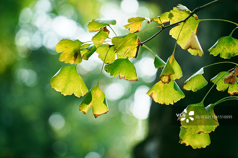 初秋慢慢变黄的银杏叶图片素材