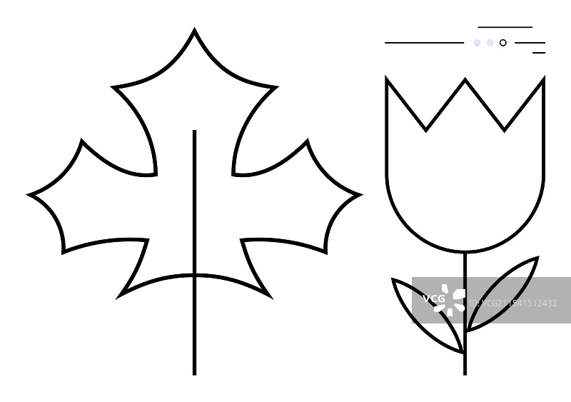 极简线条艺术的枫叶和郁金香花图片素材