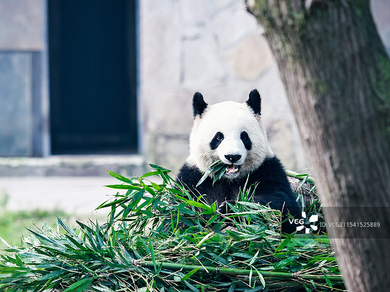 重庆动物园的明星——大熊猫图片素材