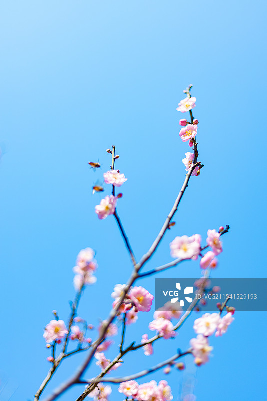 广州冬季盛开的粉色梅花图片素材