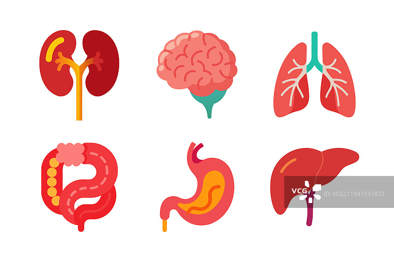 人体内部器官元素束图片素材