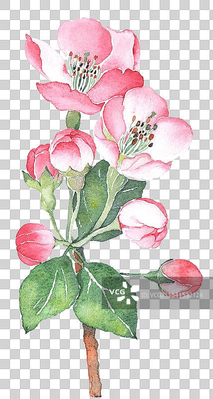 水彩插画元素 海棠花元素 秋海棠图片素材
