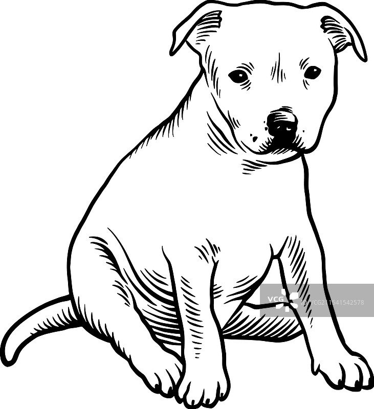 小狗斯塔福德郡斗牛犬 - 狗的品种图片素材