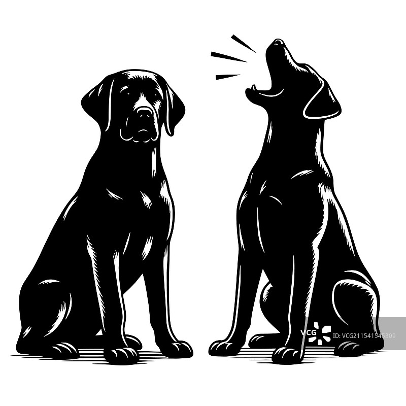 两只黑色拉布拉多犬，一只在嚎叫图片素材