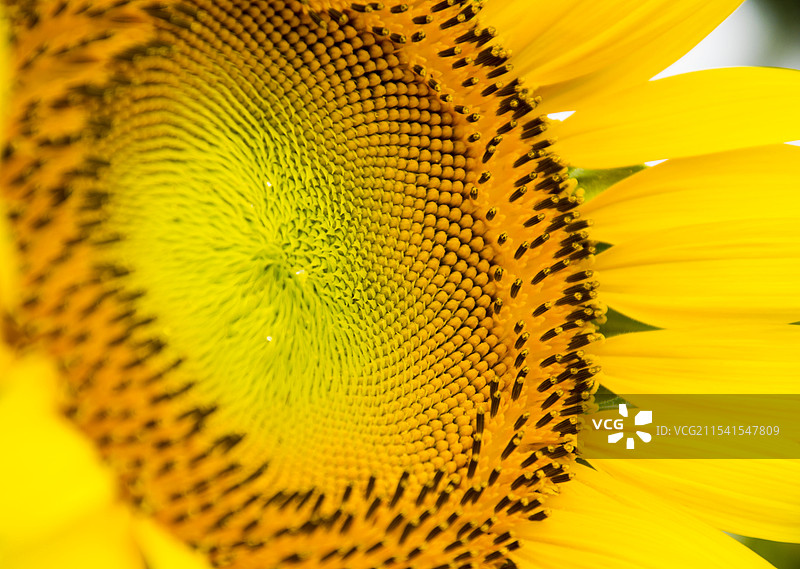 向日葵图片素材