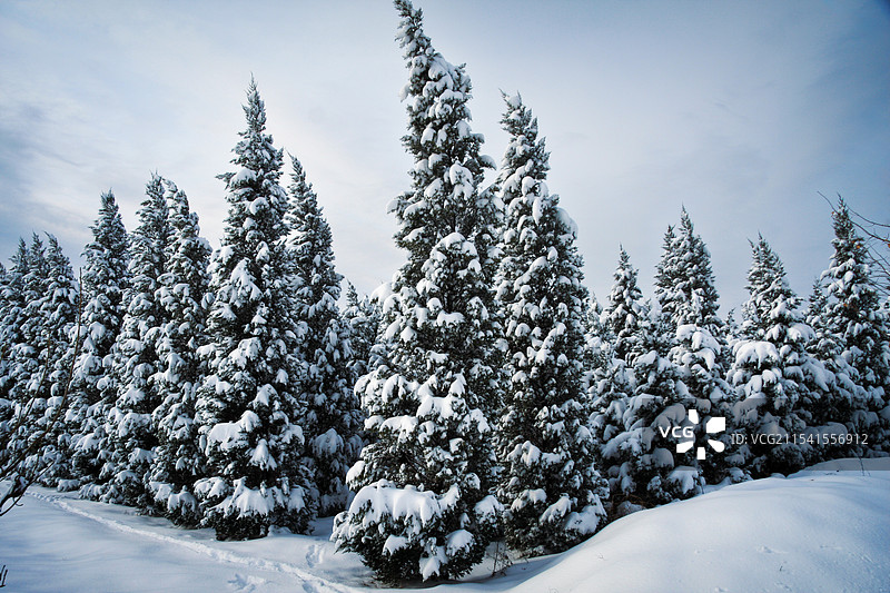 大雪覆盖下的松柏图片素材