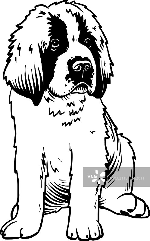 圣伯纳犬幼犬 - 狗品种幼犬品种图片素材