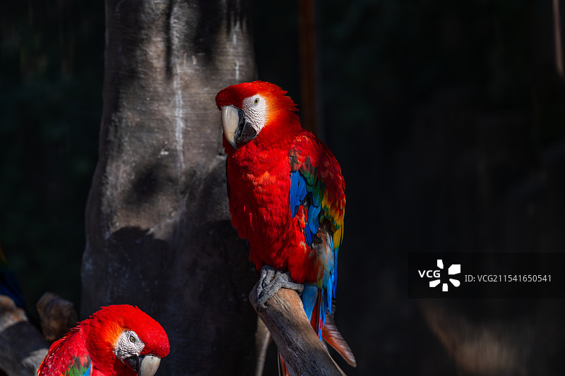 上海野生动物园 金刚鹦鹉图片素材