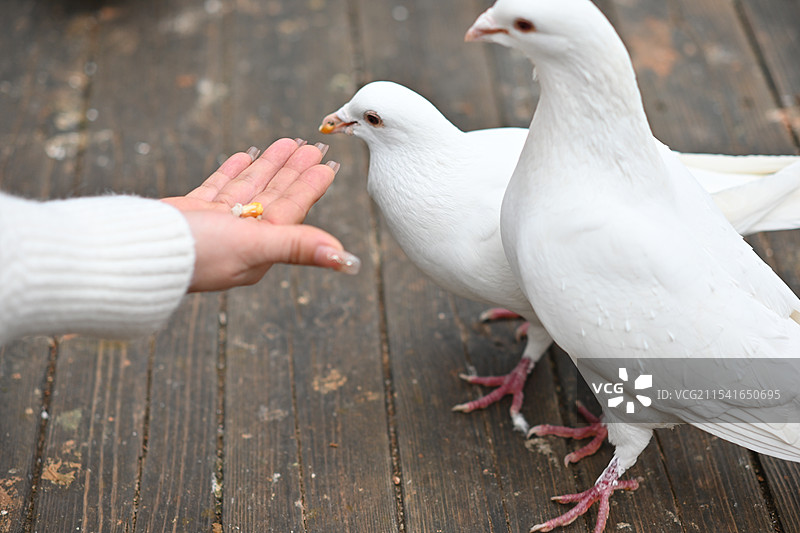 喂鸽子图片素材