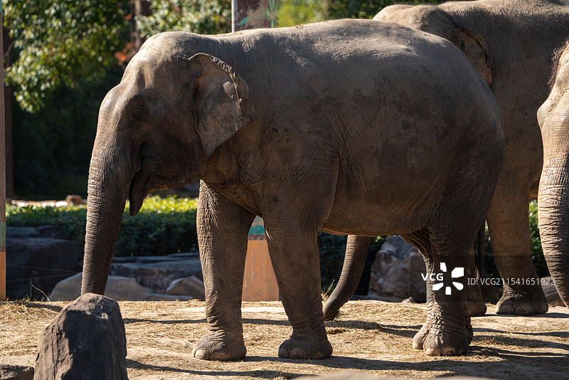 动物园大象，亚洲象和非洲象图片素材