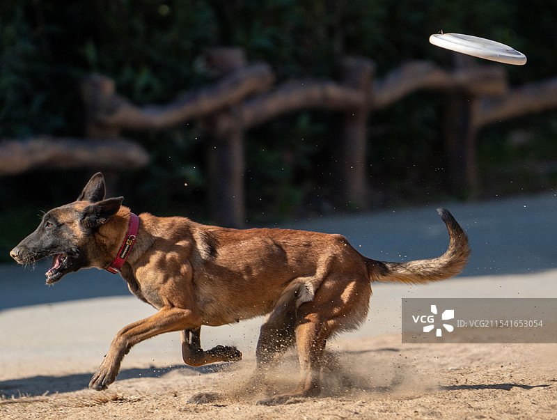 猎狗追逐飞盘图片素材