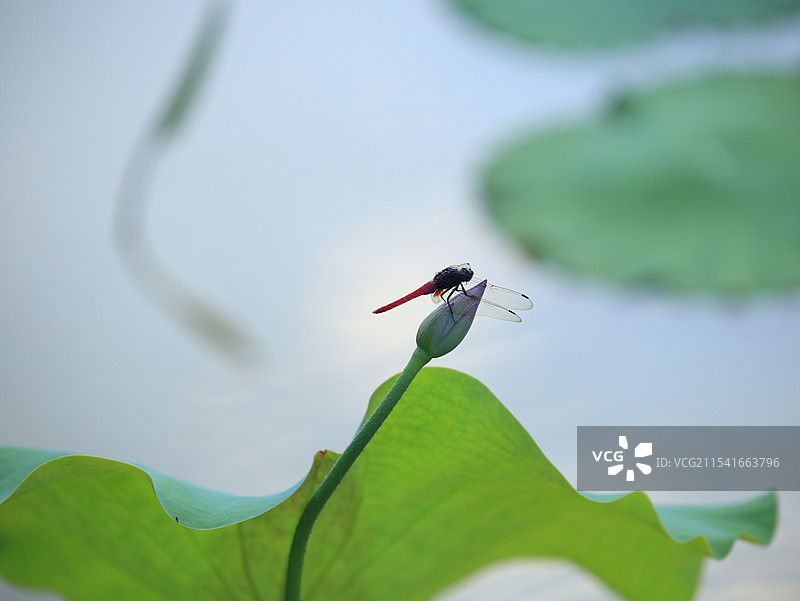 荷叶上的蜻蜓图片素材
