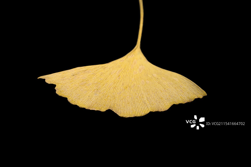 一片银杏叶微距特写图片素材