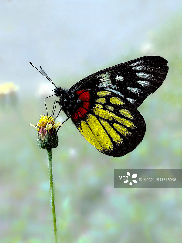 报喜蝶图片素材