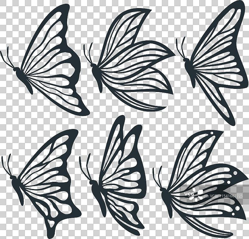 美丽的蝴蝶，细节高质量图片素材