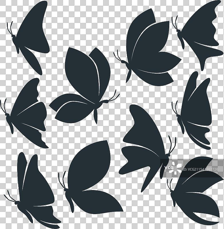 美丽的蝴蝶，细节高质量图片素材