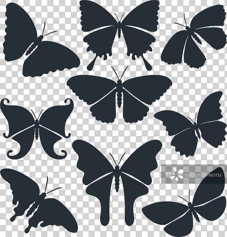 美丽的蝴蝶，细节高质量图片素材