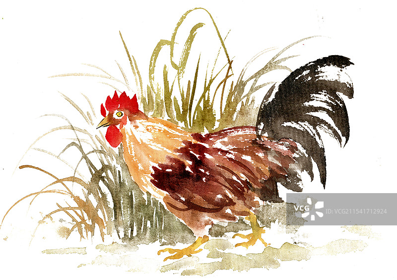 草丛中的公鸡图片素材