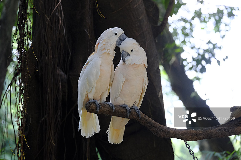 鹦鹉栖息在树上的特写镜头图片素材