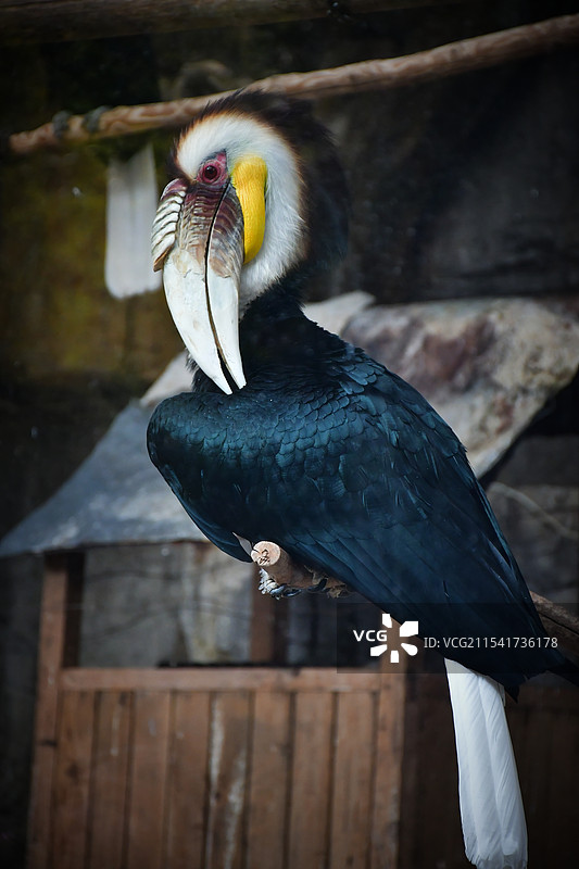 动物派对图片素材