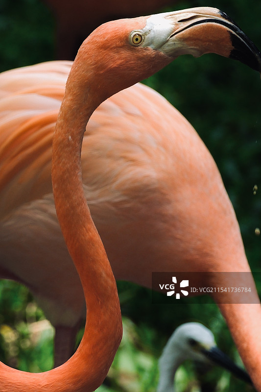火烈鸟鸟类图片素材