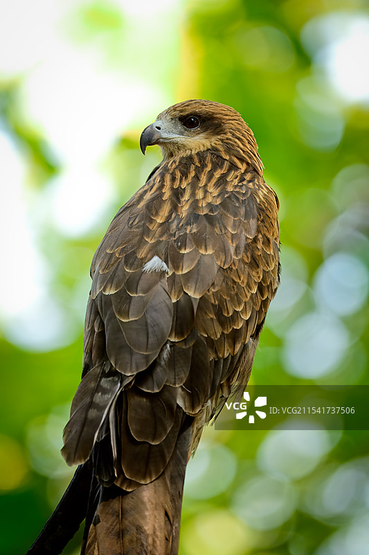 驻足在树干上的黑鸢图片素材