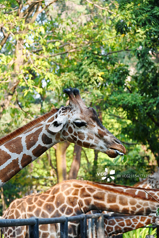 长颈鹿图片素材