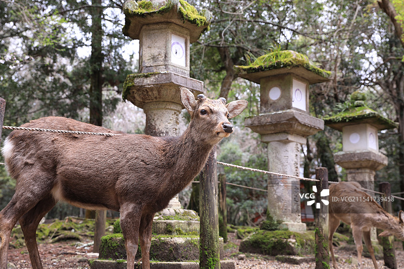 日本游图片素材