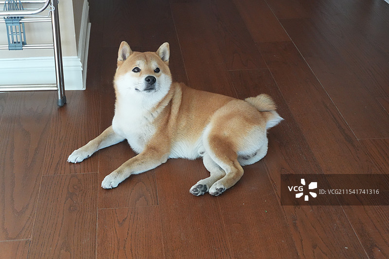 狗坐在硬木地板上的肖像图片素材
