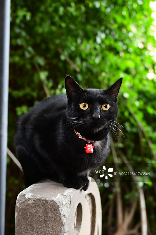 重庆十八梯的小黑猫图片素材