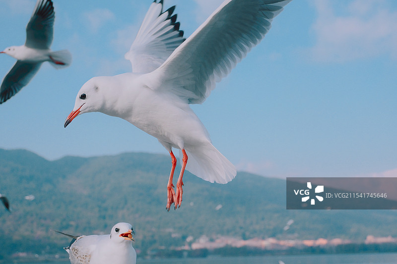来自西伯利亚的海鸥图片素材