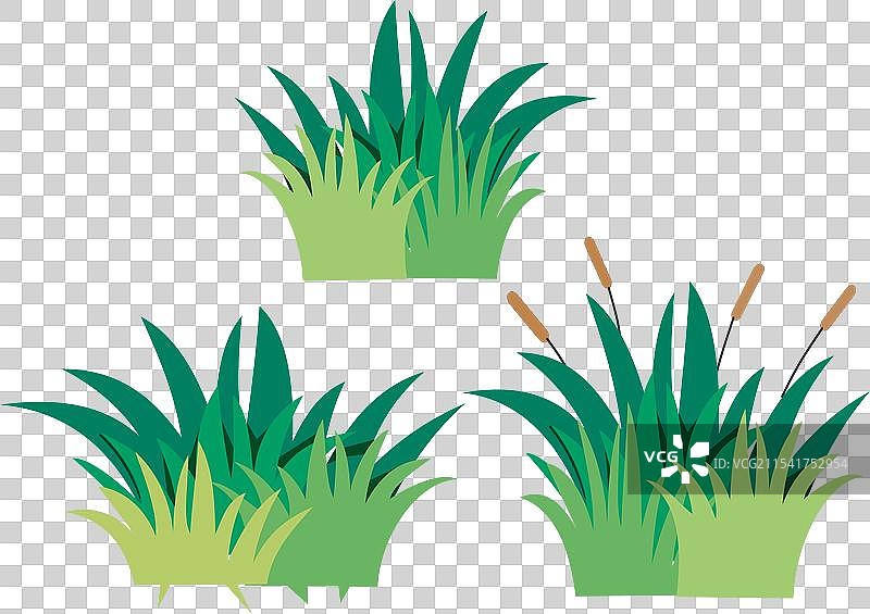 一片新鲜茂盛的绿草丛图片素材