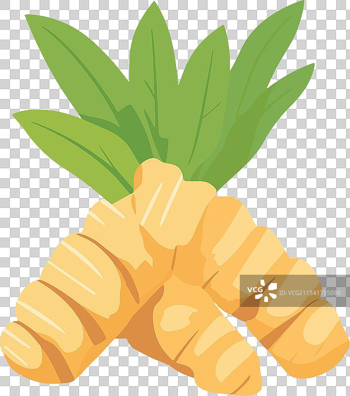 新鲜的姜根与绿叶图片素材