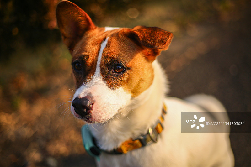 林中凝视的小狗图片素材