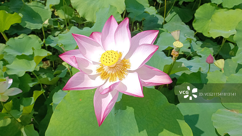 夏日荷花一枝独秀图片素材