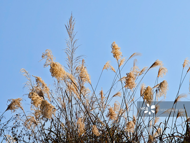 蓝天下开花植物的低角度视图图片素材