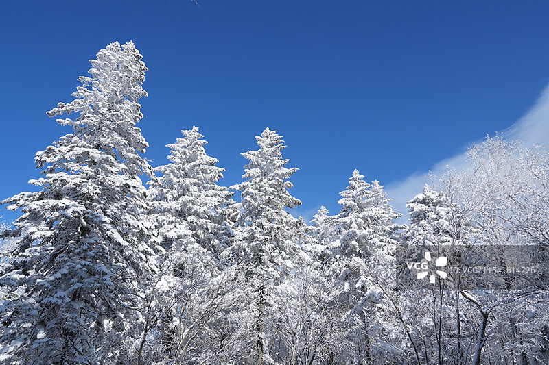 雪松，雪的世界图片素材
