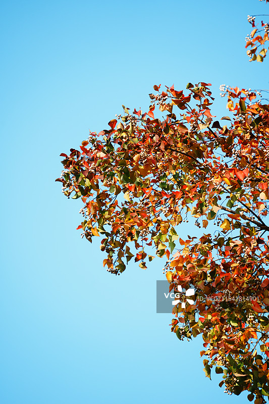 南京燕雀湖秋景图片素材