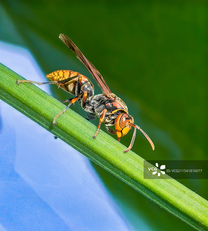 马蜂就是勇猛图片素材