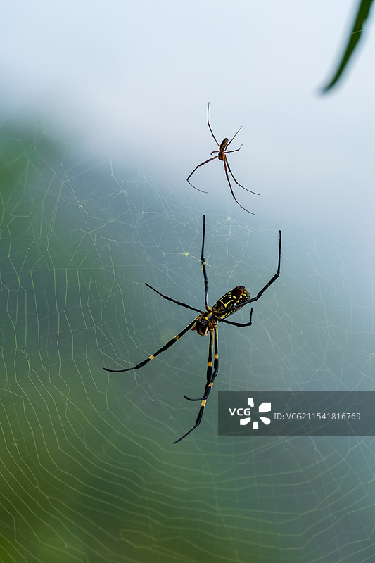 斑络新妇图片素材