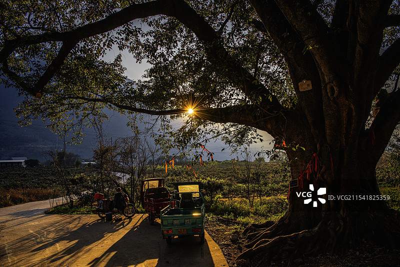 德昌县海花沟的古树图片素材