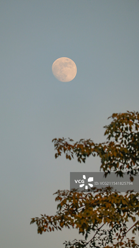 傍晚天空中的月亮和树影图片素材