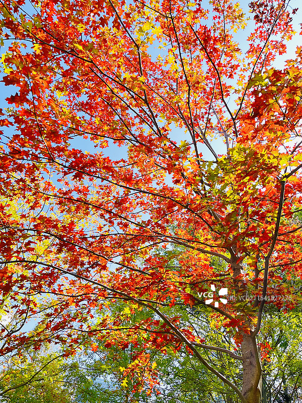 秋天蓝天下火红的栎树图片素材