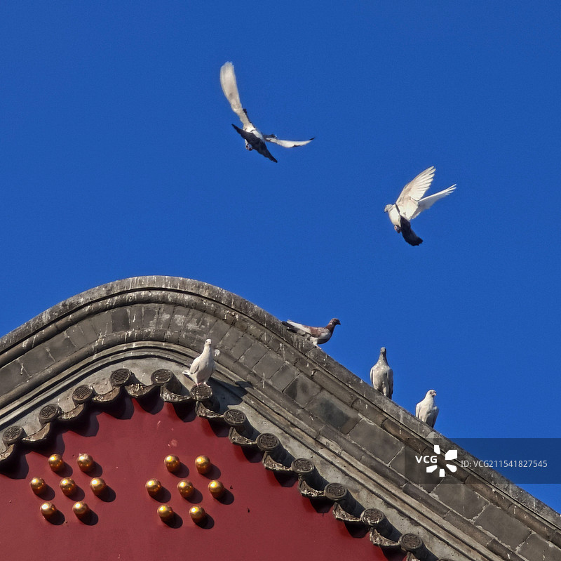 天津大悲禅院图片素材