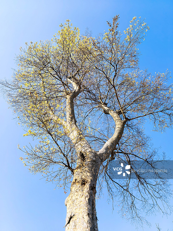 冬日里的榆树图片素材