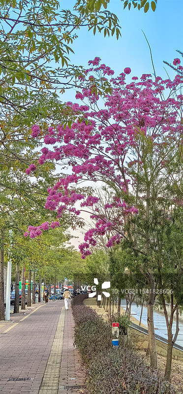 盛开的紫花风铃木图片素材