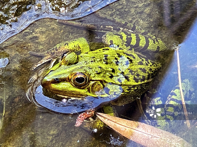 春天池塘里的青蛙图片素材