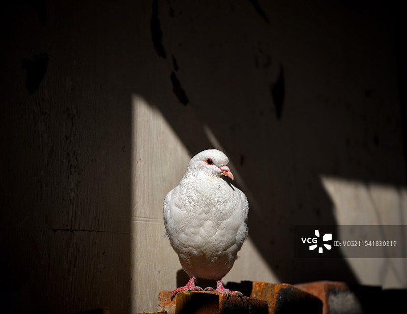 阳光下的鸽子图片素材