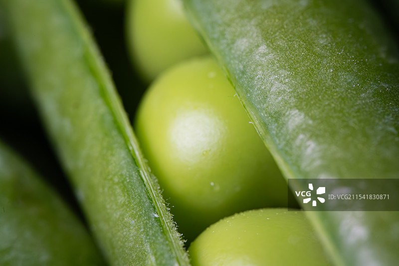 饱满的豌豆荚图片素材