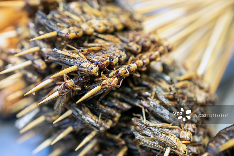 湖北恩施地方特色美食：烧烤食材蚕蛹、蚂蚱、鱼图片素材